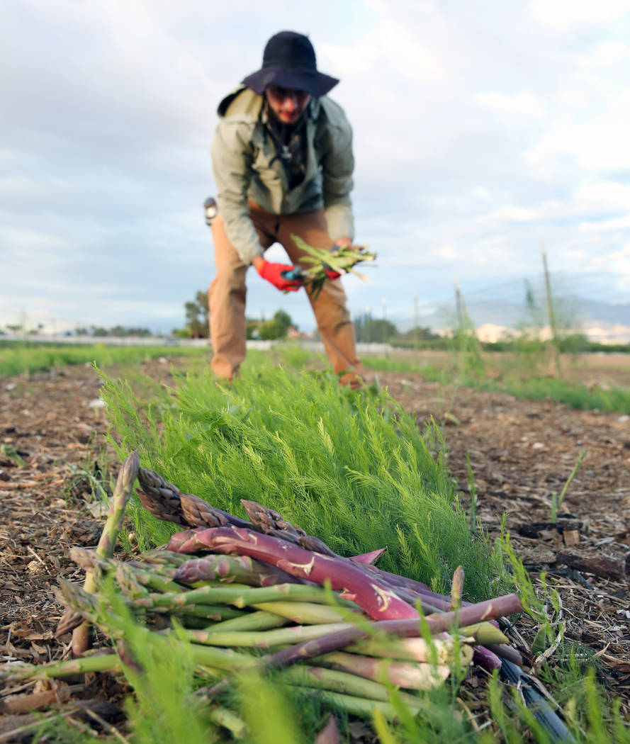 Gannon Bohenko collects harvested asparagus at Gilcrease Orchard on Wednesday, May 1, 2019, in ...