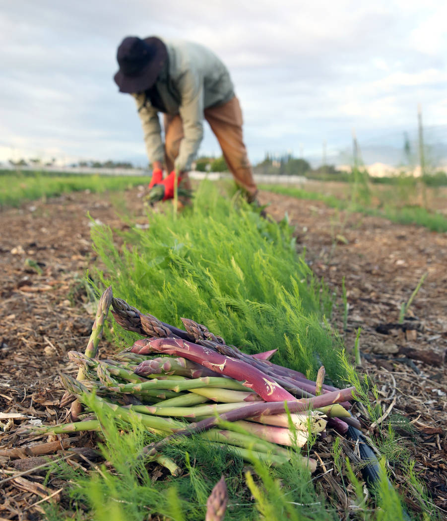 Gannon Bohenko to cuts down asparagus plants during harvest at Gilcrease Orchard on Wednesday, ...