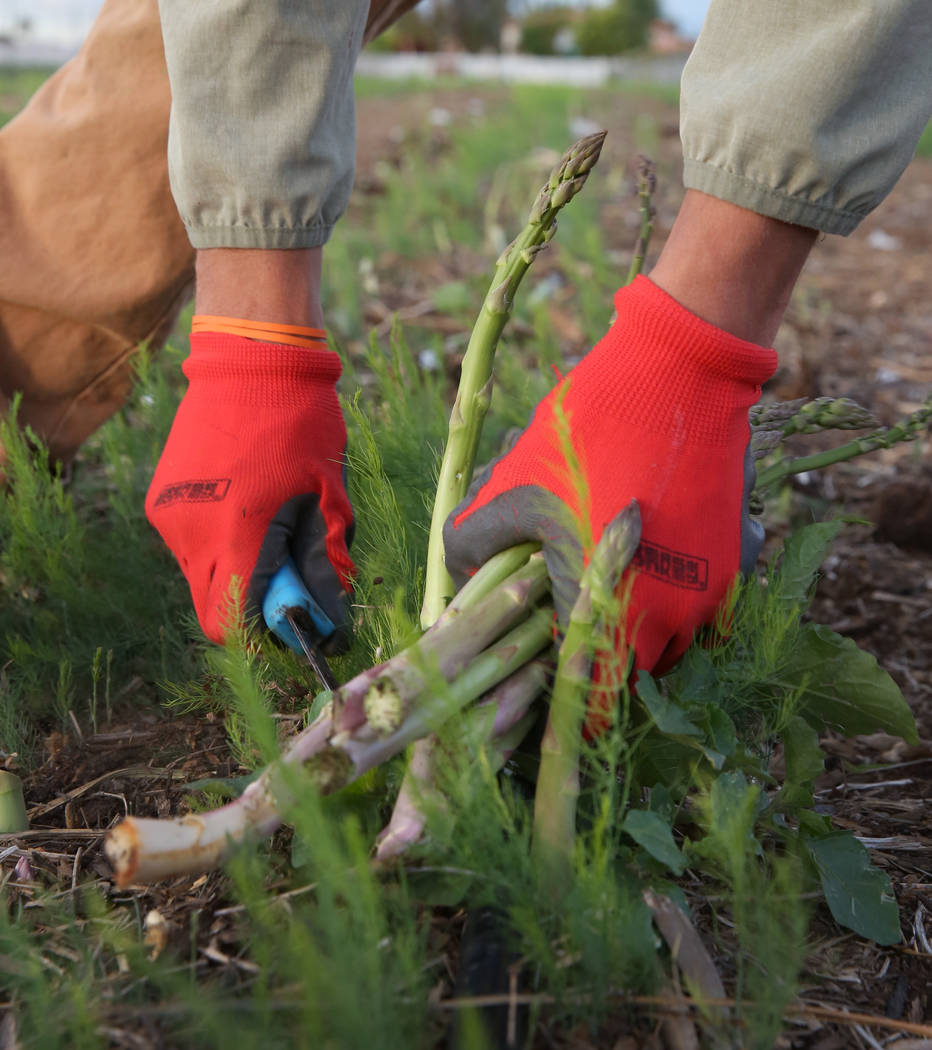 Gannon Bohenko cuts down asparagus plants during harvest at Gilcrease Orchard on Wednesday, May ...