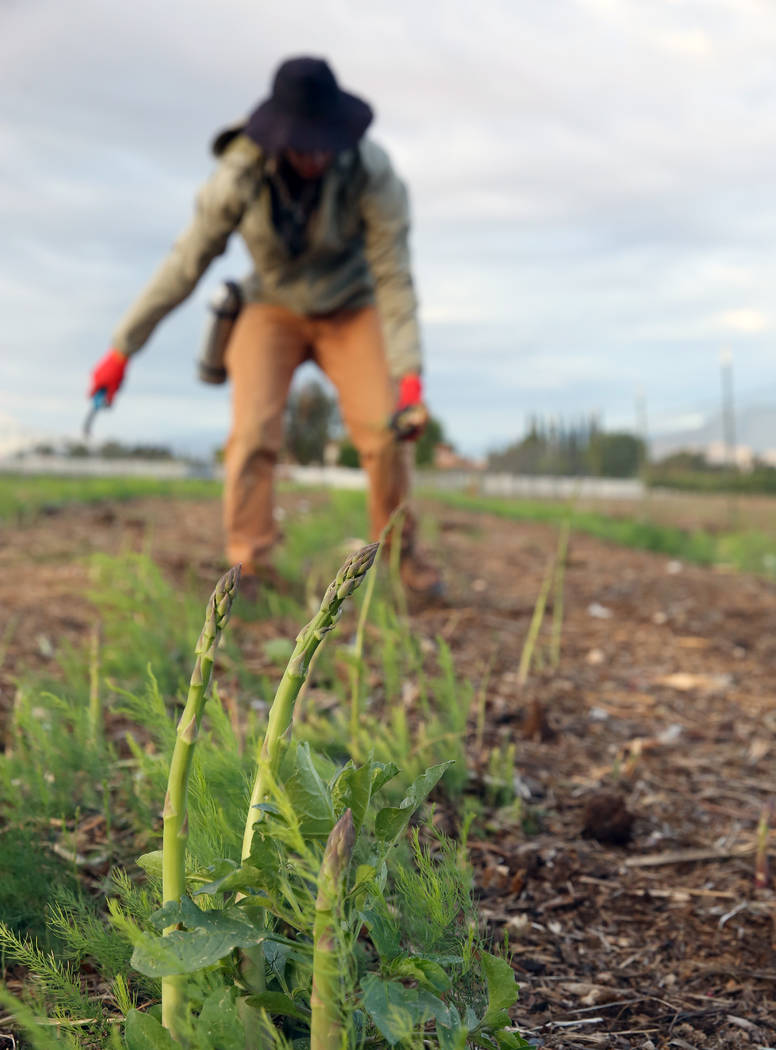 Gannon Bohenko prepares to cut down asparagus plants during harvest at Gilcrease Orchard on Wed ...