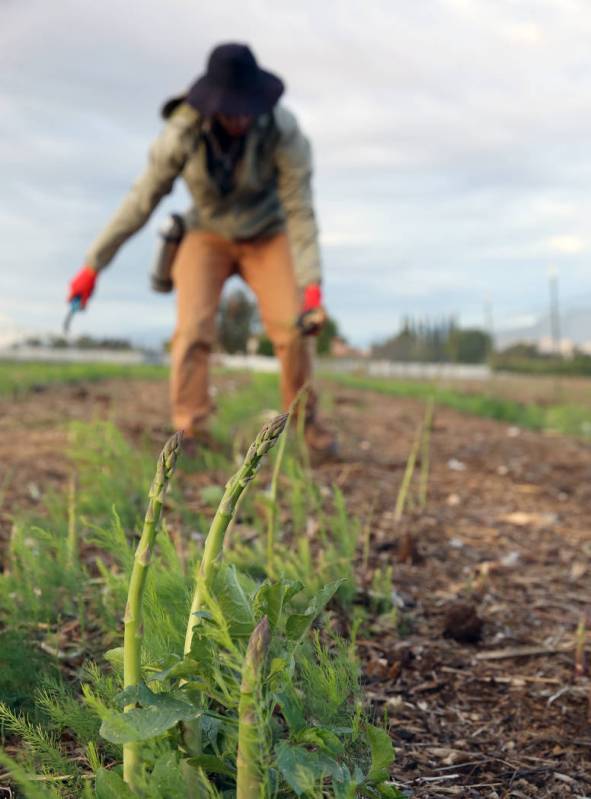 Gannon Bohenko prepares to cut down asparagus plants during harvest at Gilcrease Orchard on Wed ...