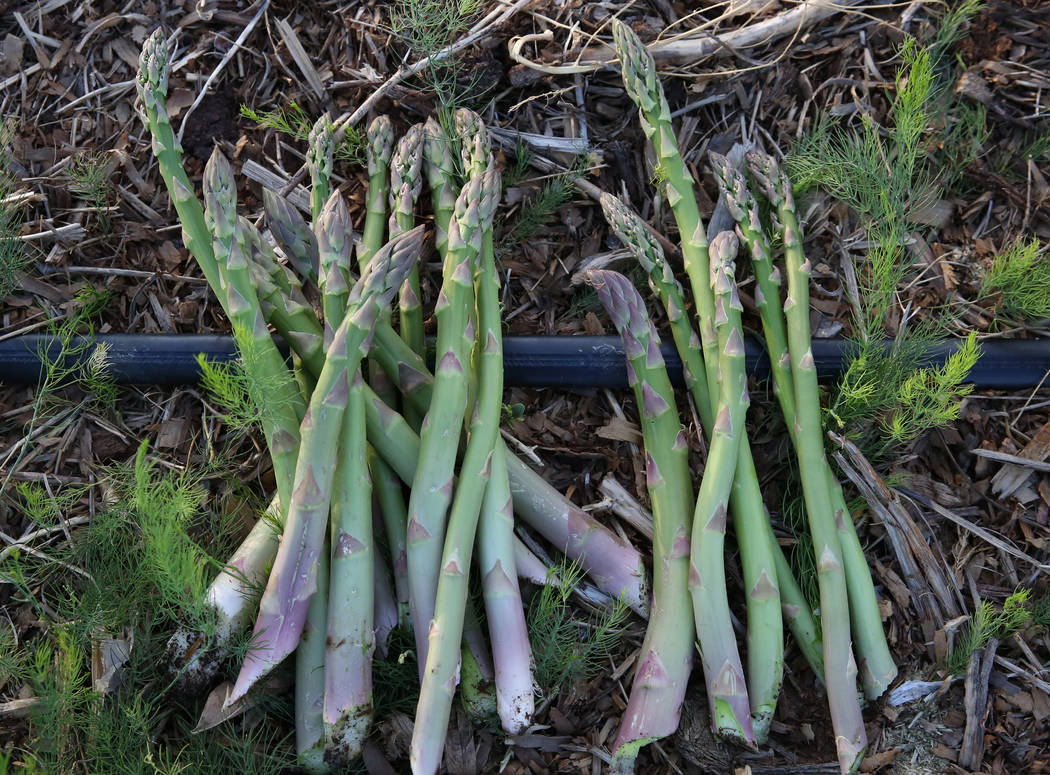 Harvested asparagus are seen at Gilcrease Orchard on Wednesday, May 1, 2019, in Las Vegas. (Biz ...