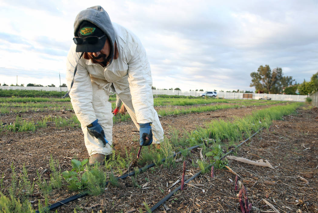 Jesus Leone cuts down an asparagus plant during harvest at Gilcrease Orchard on Wednesday, May ...