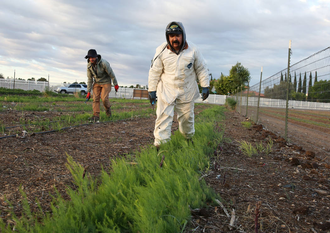 Gannon Bohenko, left, and Jesus Leone prepare to harvest asparagus at Gilcrease Orchard on Wedn ...