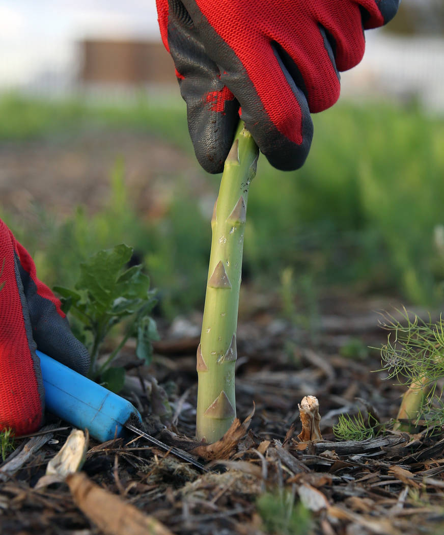 Gannon Bohenko cuts down an asparagus plant during harvest at Gilcrease Orchard on Wednesday, M ...