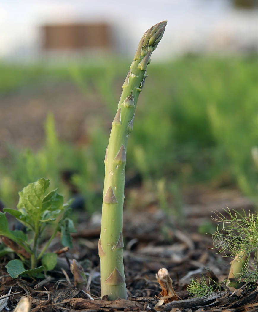 An asparagus plant is seen at Gilcrease Orchard on Wednesday, May 1, 2019, in Las Vegas. (Bizua ...