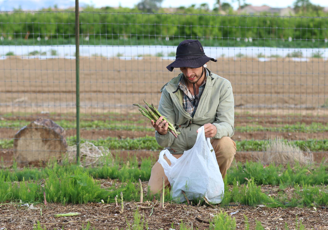 Gannon Bohenko collects harvested asparagus during harvest at Gilcrease Orchard on Wednesday, M ...