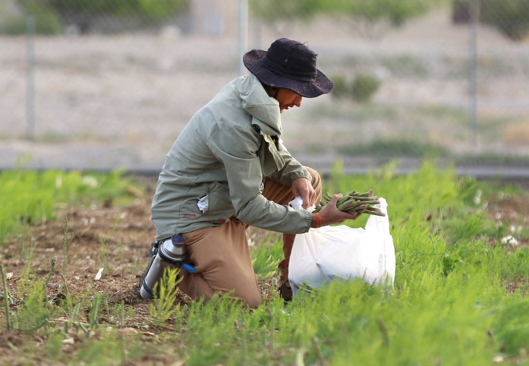 Gannon Bohenko collects harvested asparagus during harvest at Gilcrease Orchard on Wednesday, M ...