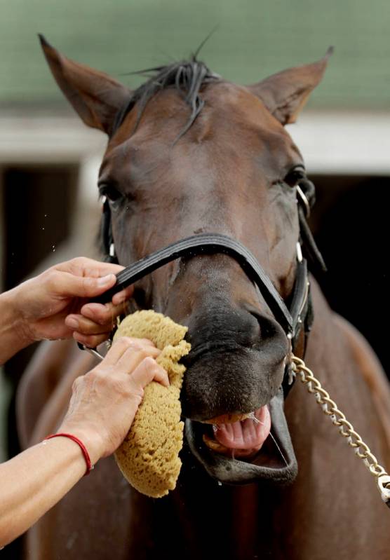 Kentucky Derby entrant Game Winner gets a bath after a workout at Churchill Downs Wednesday, Ma ...