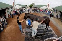 Kentucky Derby entrant Game Winner gets a bath after a workout at Churchill Downs Thursday, May ...