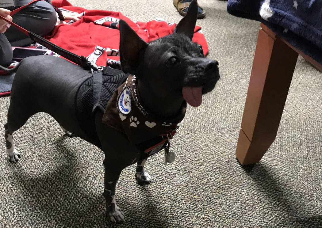 Xoco, a Mexican Hairless dog, looks for to the next student for some attention. Rachel Spacek/ ...