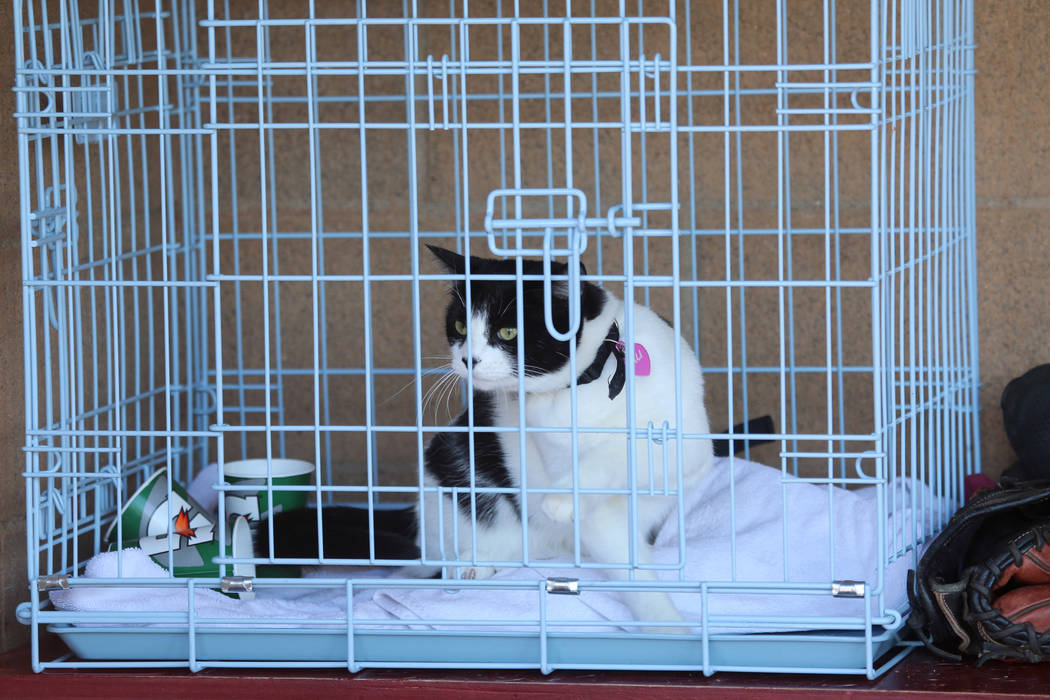 Cali the cat, Desert Oasis' good luck charm, watches from the dugout during a baseball game aga ...