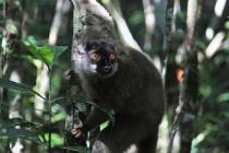 A lemur looks through the forest at Andasibe-Mantadia National Park in Andasibe, Madagascar on ...