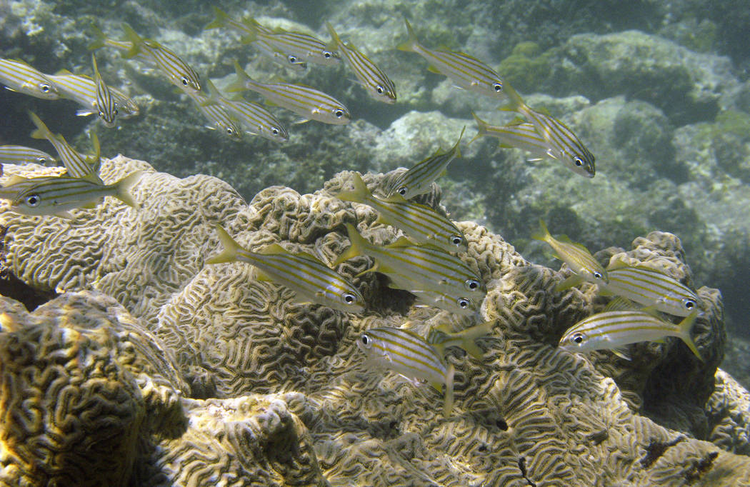 FILE - In this Aug. 30, 2008, file photo, fish swim next to a coral reef at Cayo de Agua in arc ...