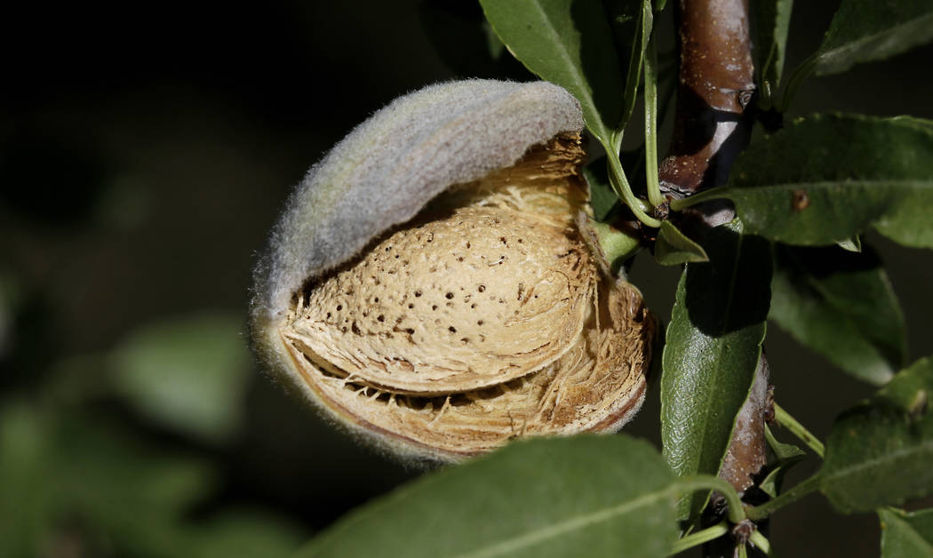 FILE - In this July 21, 2015, file photo, a nearly ready-to-harvest almond is seen in an orchar ...