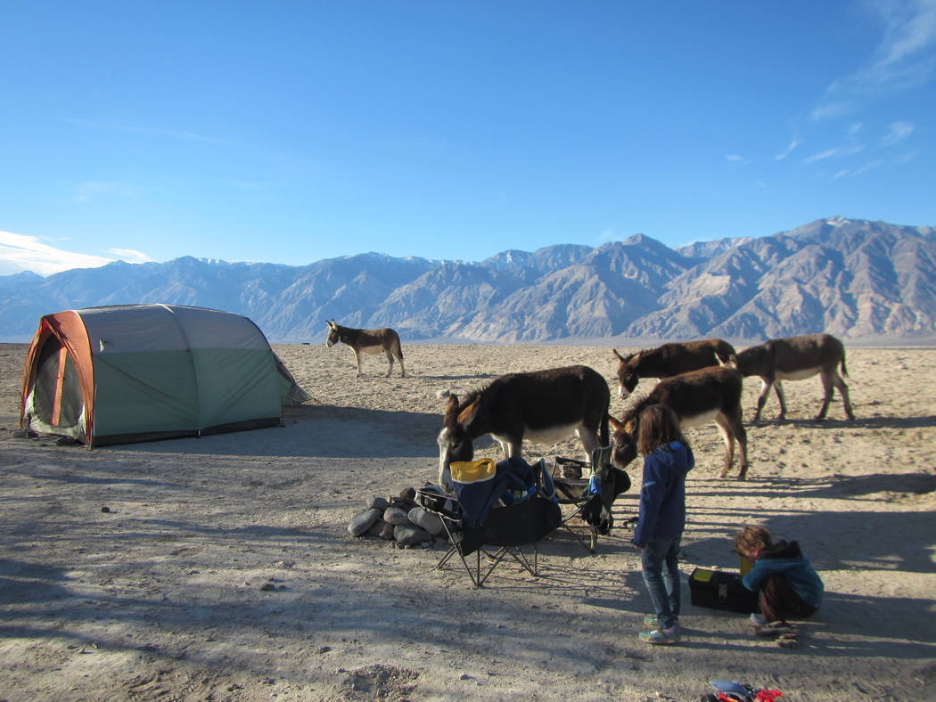 Children watch wild burros search for food in their campsite near Saline Valley Warm Springs at ...
