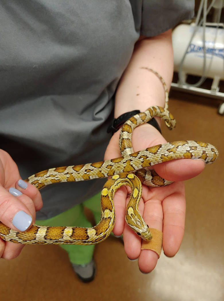 In this May 8, 2019, photo provided by Chicago Exotics, veterinarian Dr. Melissa Giese of Chica ...