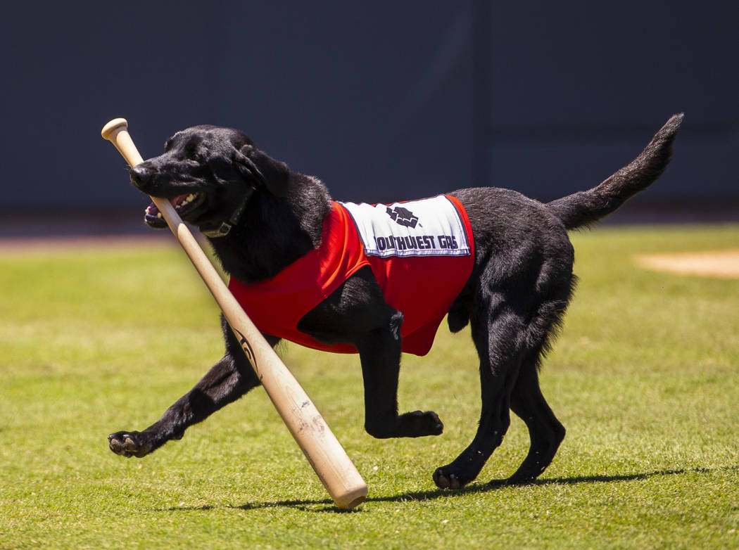 The Aviators bat dog Finn, a 5-year-old black lab, retrieves a bat during a game versus the Tac ...