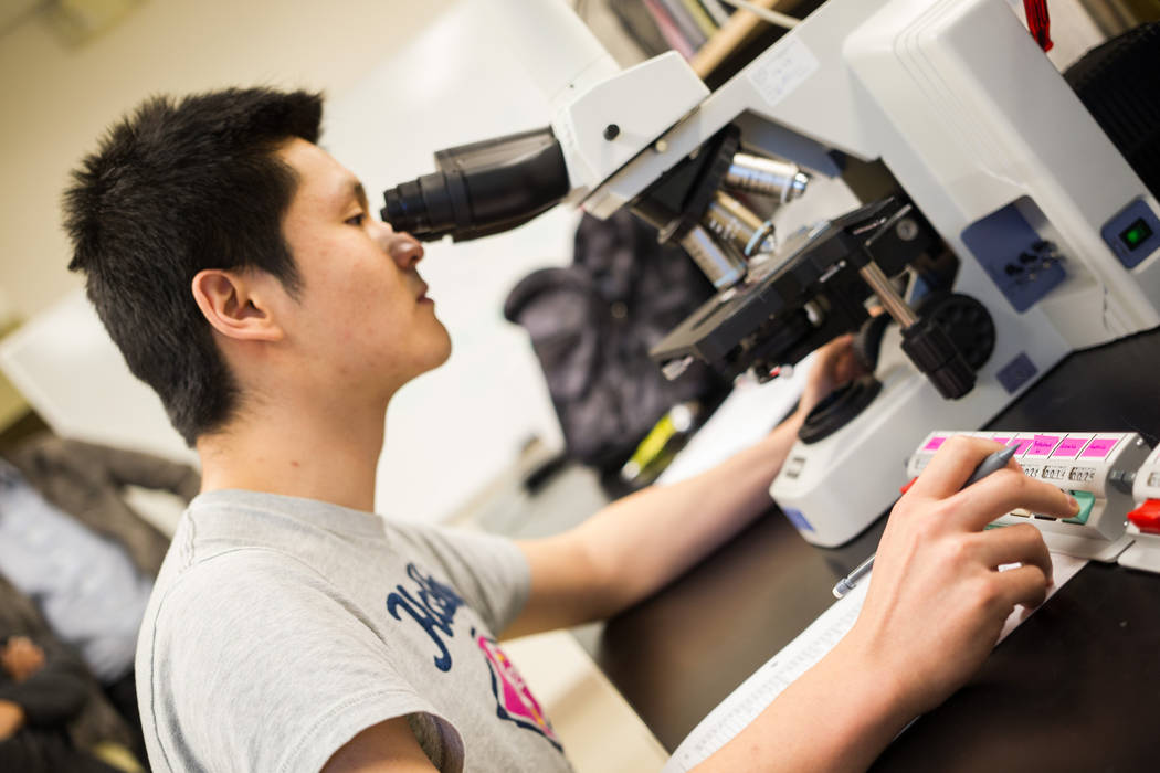 UNLV graduate student Hongbin Jin looks through slides to identify and note down various kinds ...