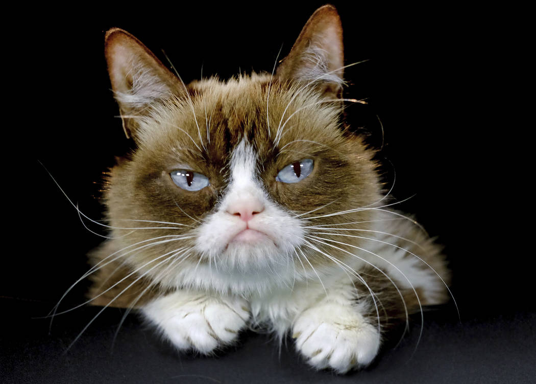 Grumpy Cat posing for a photo Dec. 1, 2015, in Los Angeles. Grumpy Cat, whose sour puss became ...