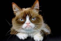 Grumpy Cat posing for a photo Dec. 1, 2015, in Los Angeles. Grumpy Cat, whose sour puss became ...