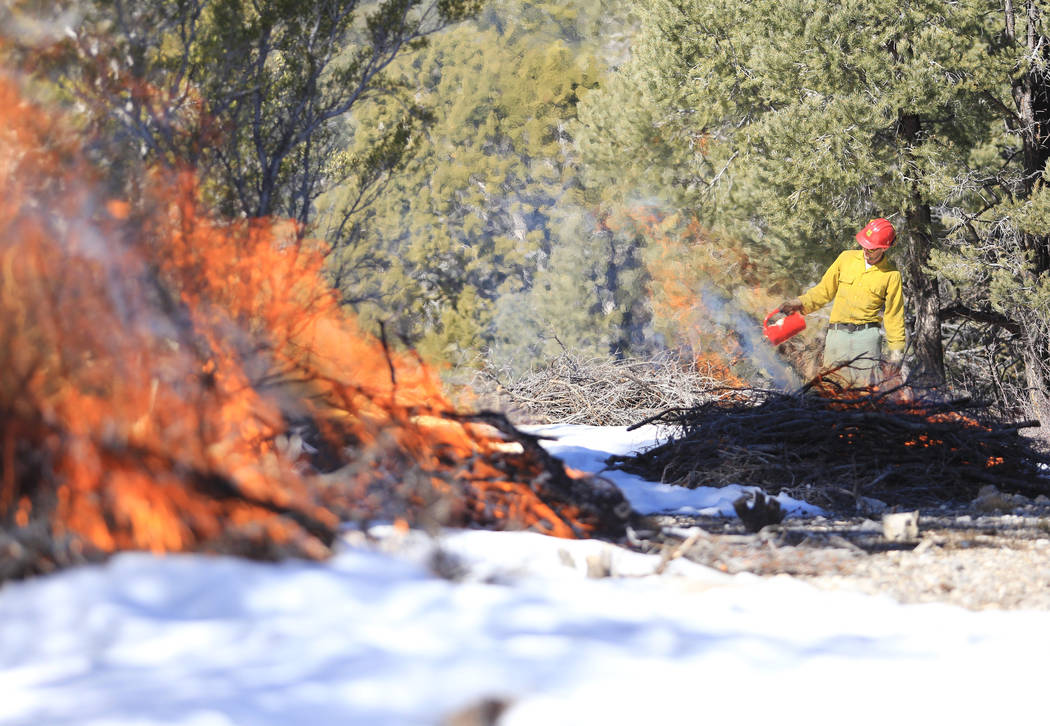 U.S. Forest Service Senior Firefighter Joel Presmyk, 26, starts a prescribed burn with a drip t ...