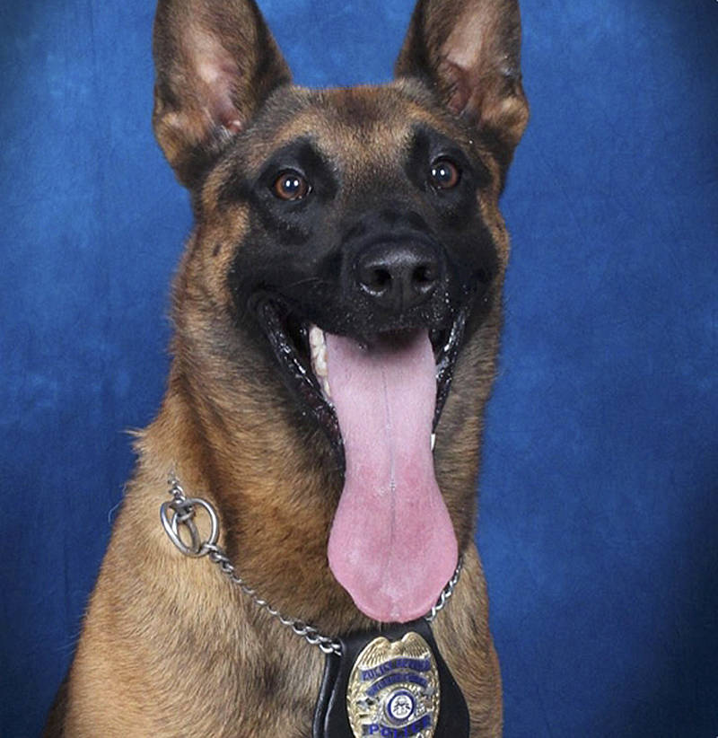 In this undated image released by the Gwinnett County (Ga.) Police, police dog Eli, sits for an ...