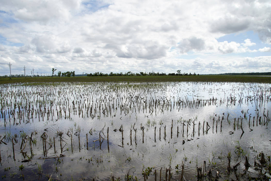 In this May 29, 2019 photo, a field is flooded by waters from the Missouri River, in Bellevue, ...