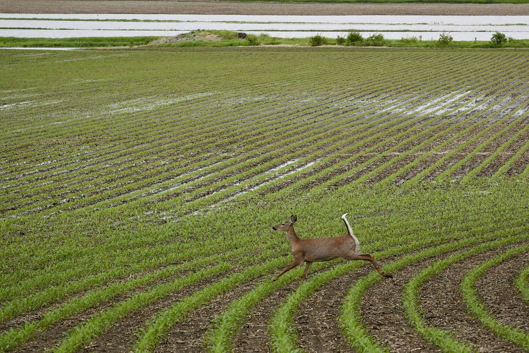 In this May 29, 2019 photo, a deer runs through a field which is partially flooded near Anderso ...