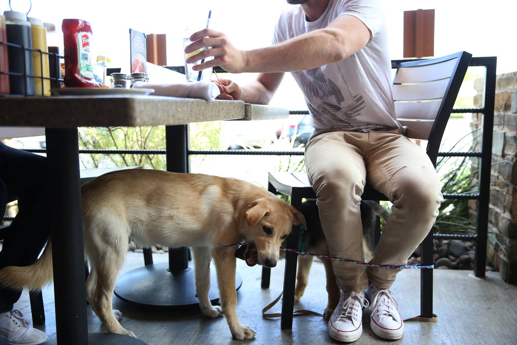 Jerry King with his dogs Mylo, left, and Jasper, has lunch at Lazy Dog restaurant in Las Vegas, ...