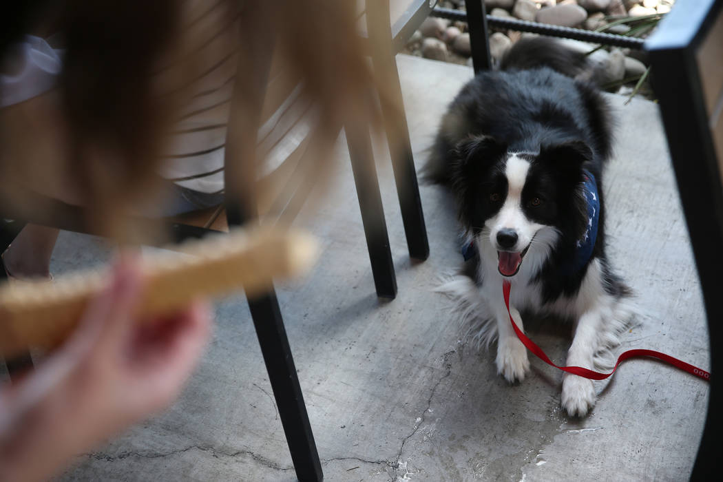 Shelby Giudice talks to her dog Zuma at Lazy Dog restaurant in Las Vegas, Friday, May 31, 2019. ...