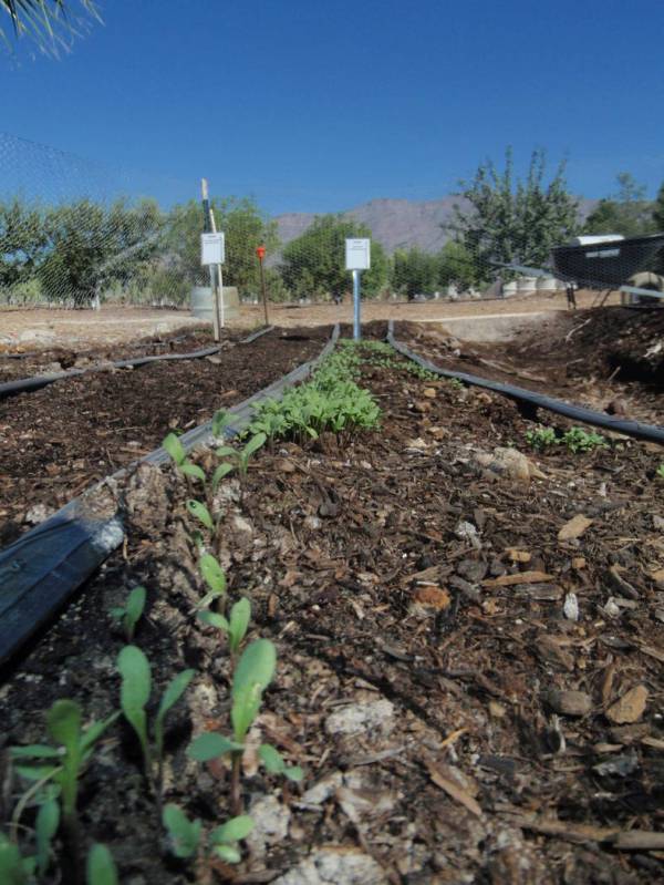 The cooler and wetter spring weather has slowed down the growth of warm-season vegetables. (Bob ...