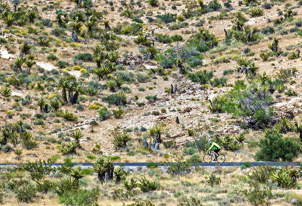 A cyclist rides the scenic loop during "National Get Outdoors Day" at Red Rock Canyon ...