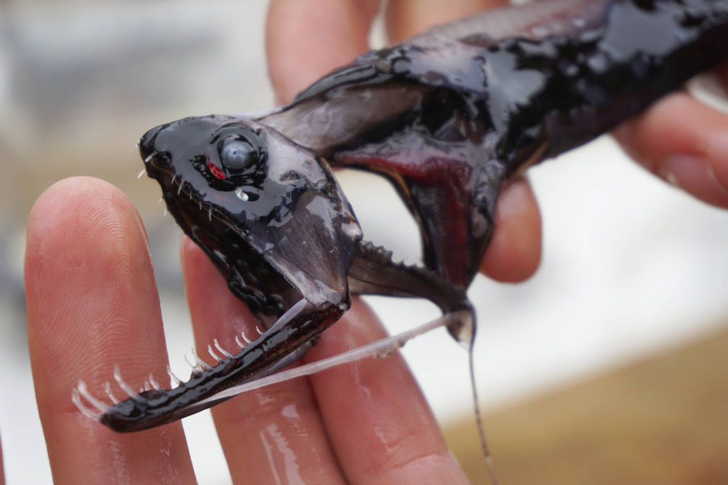 This April 2019 photo provided by Audrey Velasco-Hogan shows a dragonfish during a specimen col ...