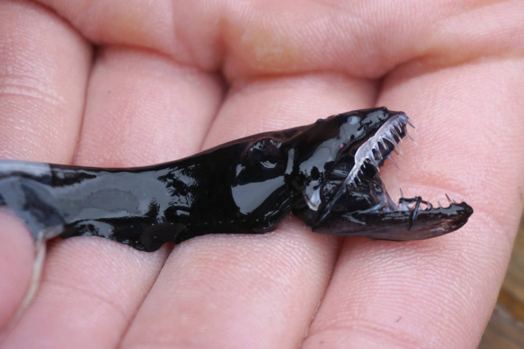 An April 2019 photo provided by Audrey Velasco-Hogan shows a dragonfish during a specimen colle ...