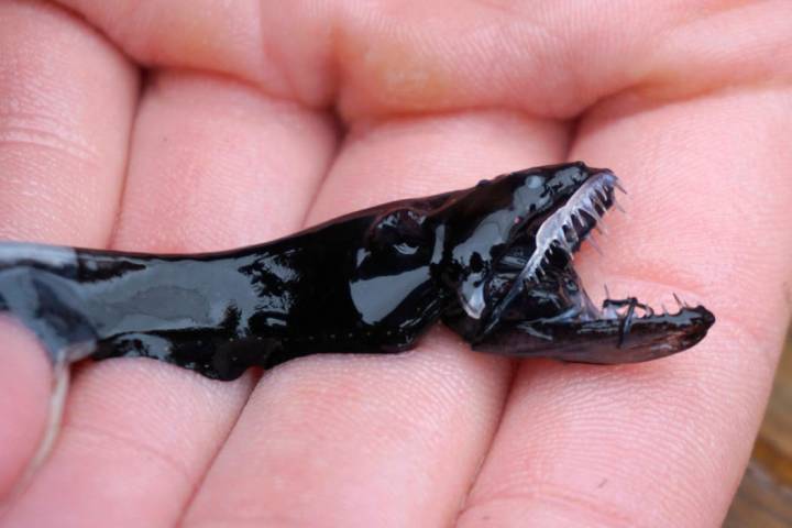 An April 2019 photo provided by Audrey Velasco-Hogan shows a dragonfish during a specimen colle ...