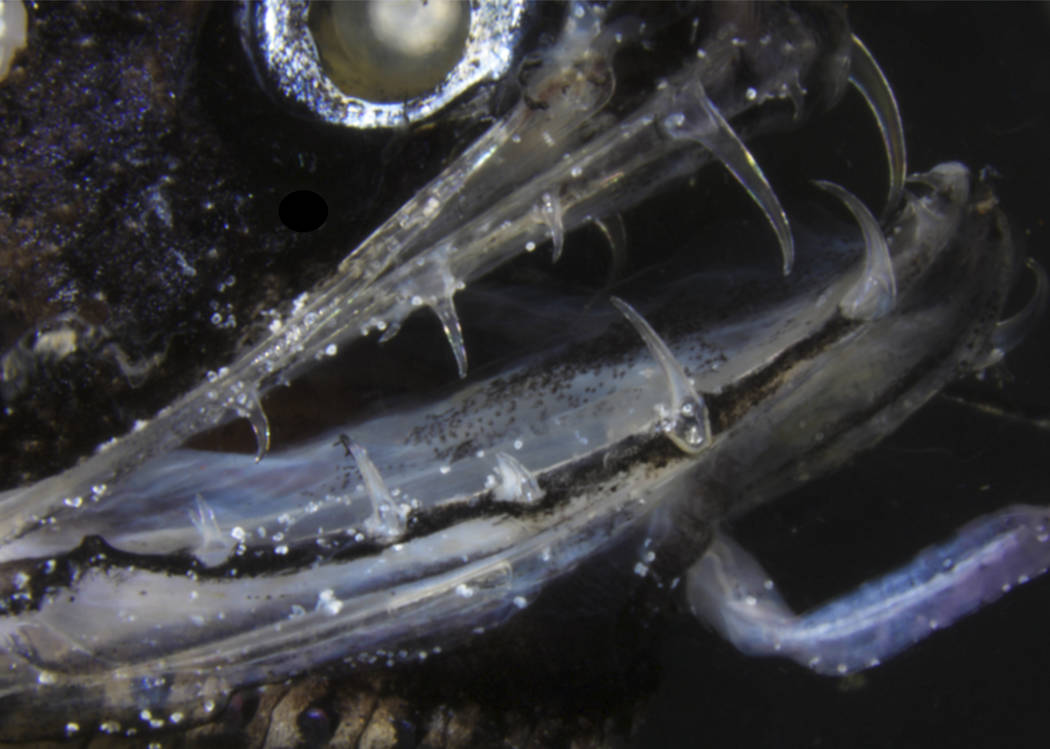 This March 2019 microscope photo provided by Audrey Velasco-Hogan shows a dragonfish and its te ...