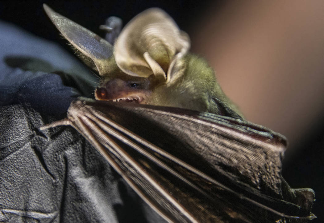 A bat is documented during a "bat blitz" event in the East Mormon mountain range on T ...