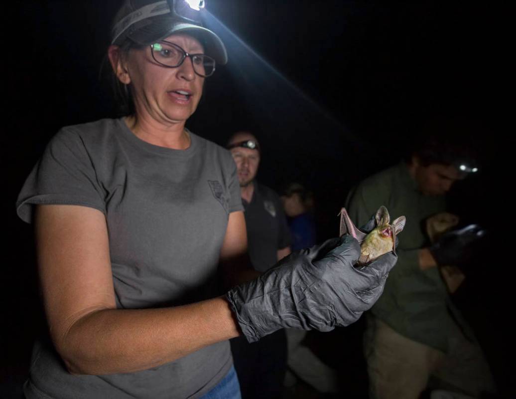 Christy Klinger, a wildlife biologist with the Nevada Department of Wildlife, examines a bat du ...