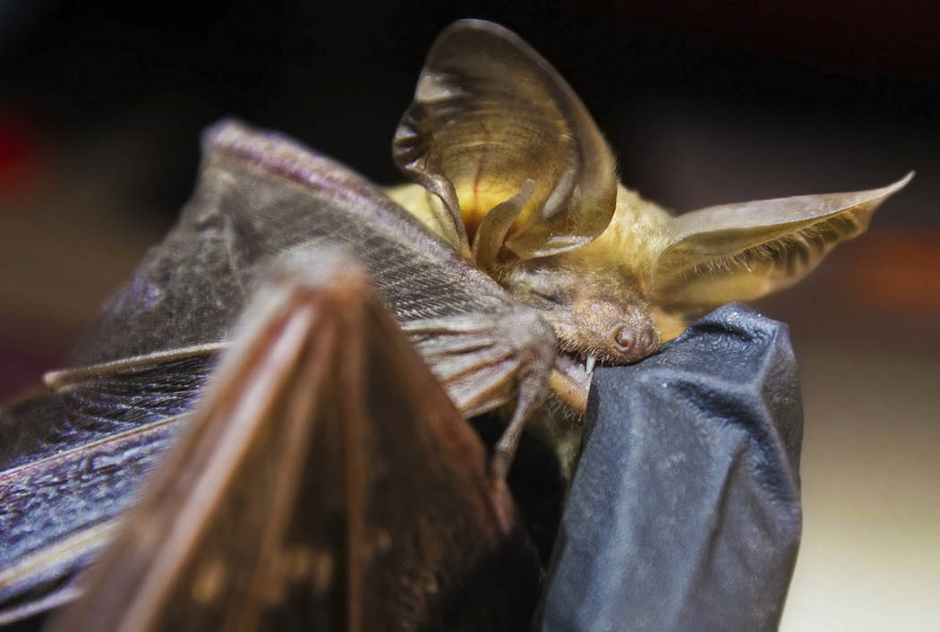 A bat chomps on the finger of Christy Klinger, a wildlife biologist with the Nevada Department ...