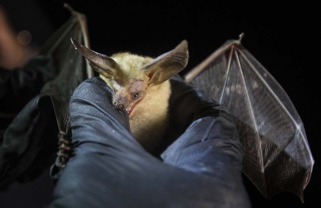 A bat nibbles on the thumb of Christy Klinger, a wildlife biologist with the Nevada Department ...