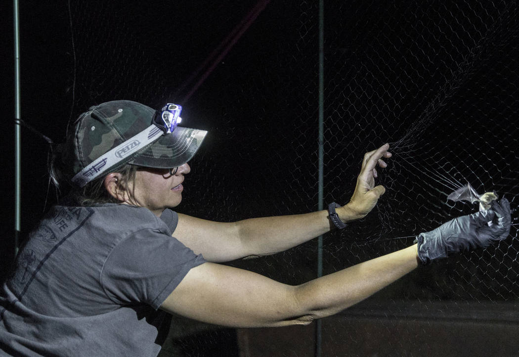 Christy Klinger, a wildlife biologist with the Nevada Department of Wildlife, collects a bat fr ...