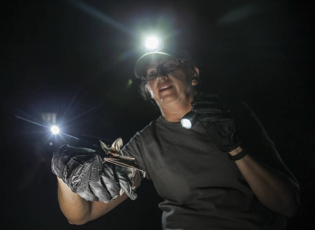 Christy Klinger, a wildlife biologist with the Nevada Department of Wildlife, documents a bat d ...