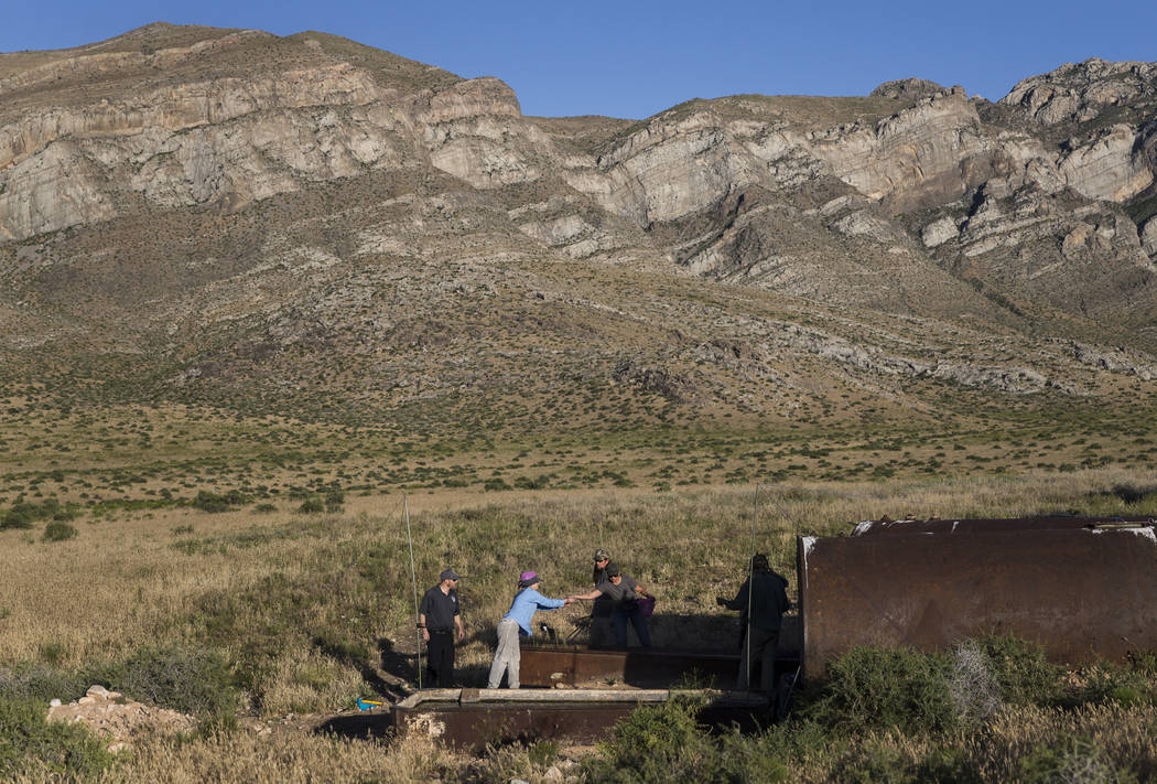 Participants in a "bat blitz" event set up nets in the East Mormon mountain range on ...
