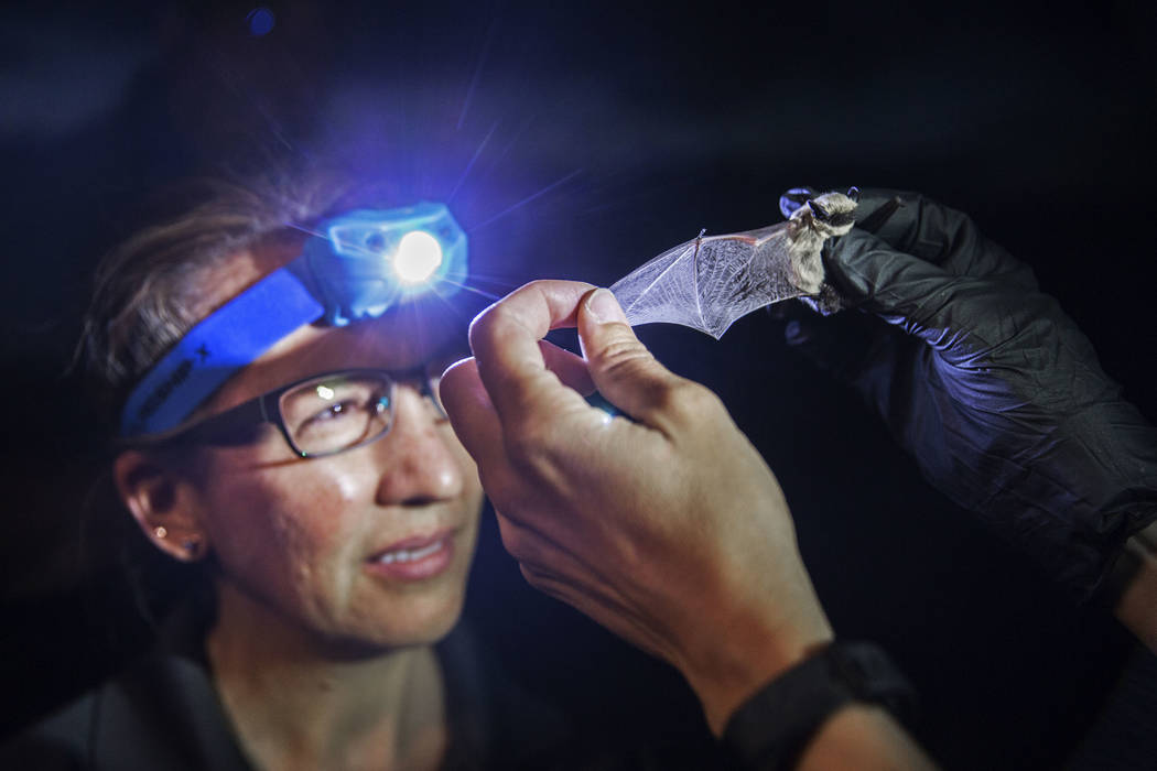 Tracy Kipke, a biologist at the Nevada Department of Wildlife, examines a canyon bat during a & ...