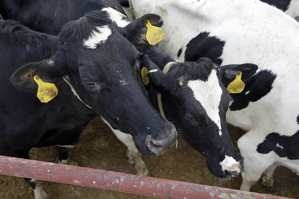 In this Monday, Jan. 26, 2015 photo, cows walk to the milking parlor on the Fair Oaks Farms in ...
