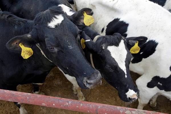 In this Monday, Jan. 26, 2015 photo, cows walk to the milking parlor on the Fair Oaks Farms in ...