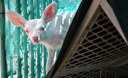 An albino fawn peers out from behind a shelter inside its enclosure, Thursday, May 30, 2019, at ...