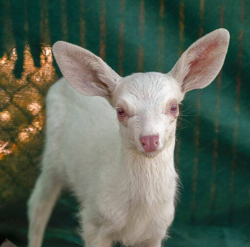 An albino fawn, who was rescued by a trucker in Woodland, California is cared for at the Kindre ...