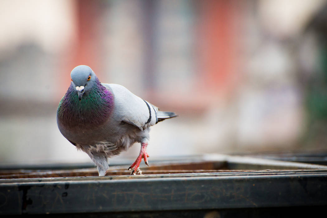 The lonely pigeon rests on the iron pole